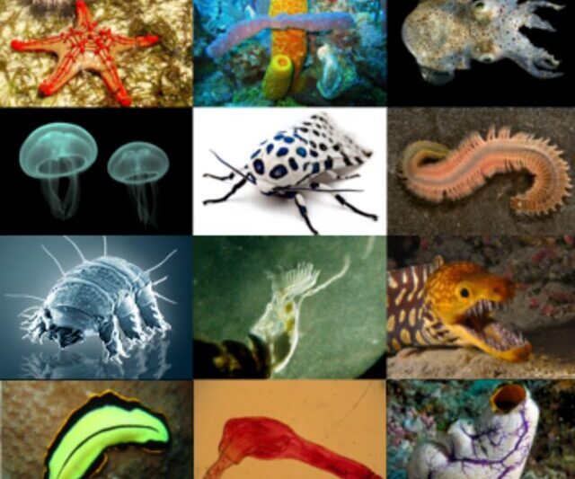 Ile jest zwierząt na świecie?