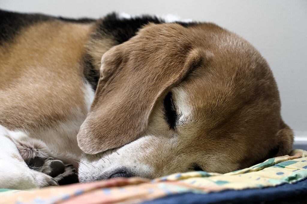 pies podczas snu