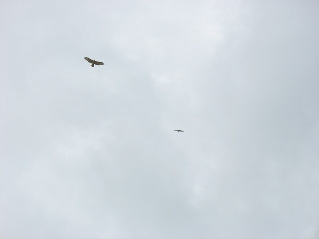 Jaki ptak lata wysoko i zatacza kółka?