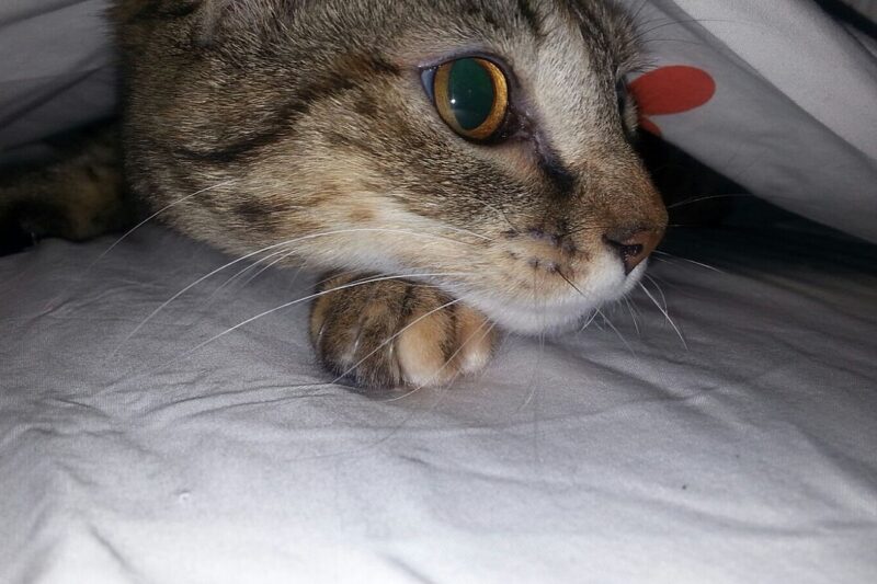 Dlaczego kot chowa się pod łóżkiem? Oto prawdziwe powody