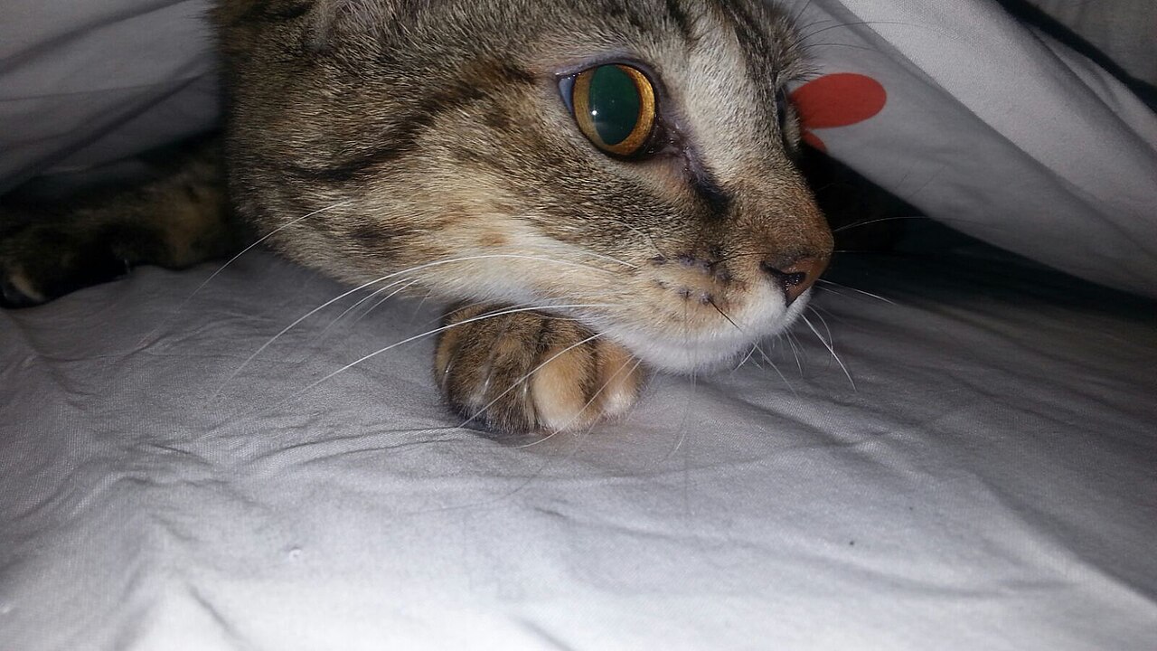 kot schowany pod kołdrą