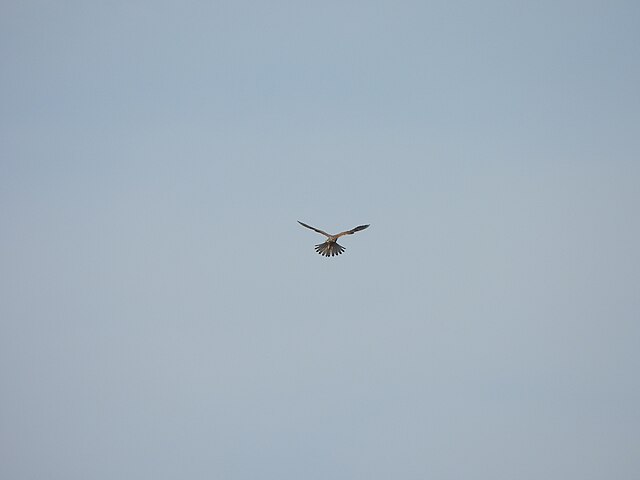 Jaki ptak lata w miejscu?