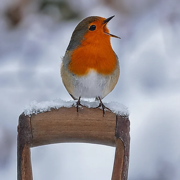 jaki ptak śpiewa w lutym