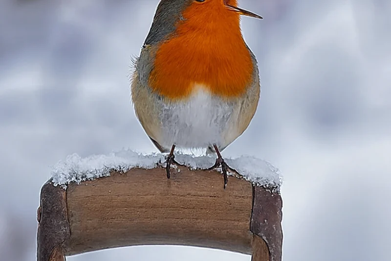 Jaki ptak śpiewa w lutym?