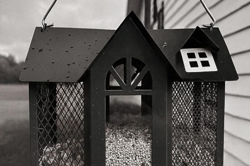 Czemu ptaki nie przylatują do karmnika?