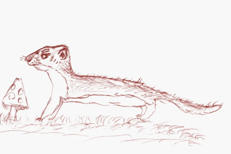 Jak narysować łasicę