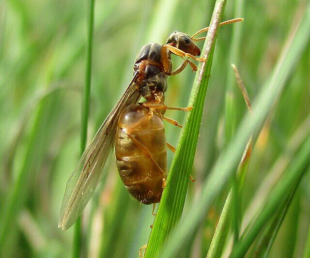 Czy mrówki mają skrzydła?
