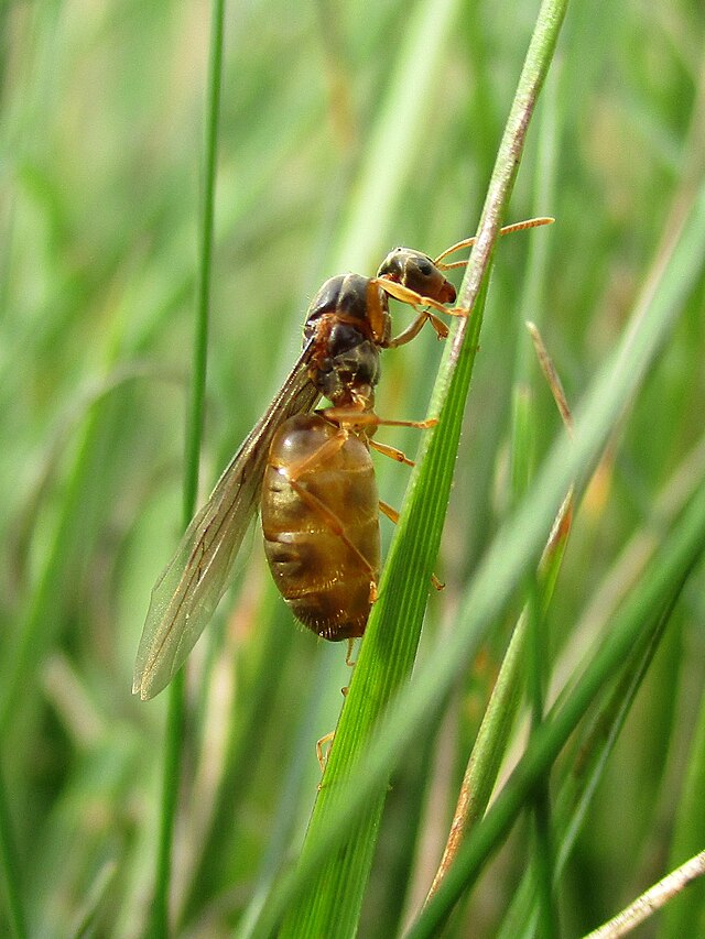 czy mrówki mają skrzydła