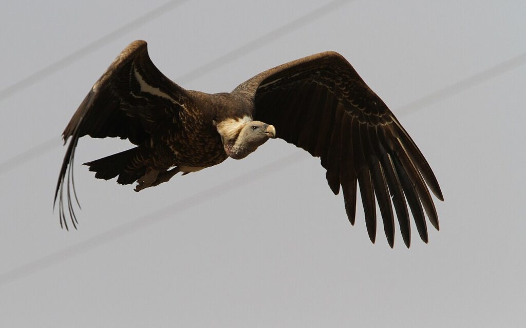 sęp plamisty podczas lotu