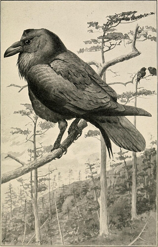 czy kruki odlatują na zimę