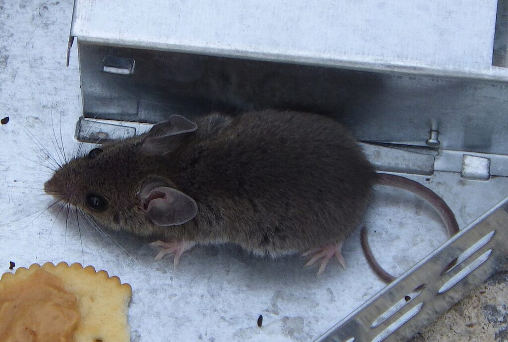 mysz domowa w ciasnym miejscu