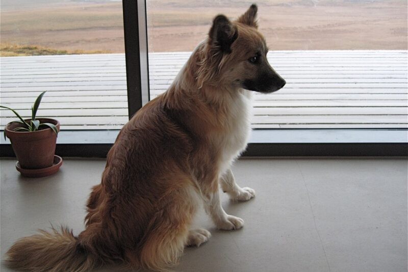 Co robi pies, gdy się nudzi?