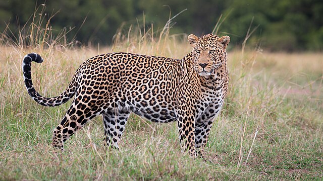 Lampart / pantera plamista