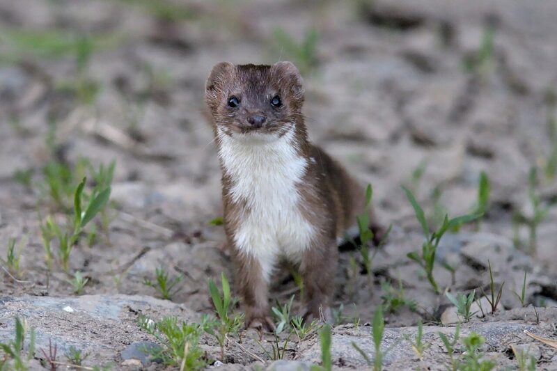 Jak wygląda łasica pospolita: charakterystyka małego drapieżcy