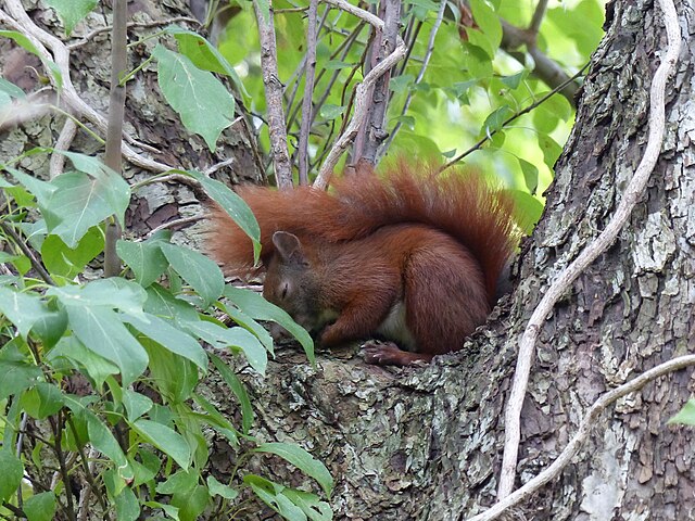 czy wiewiórka zasypia na zimę