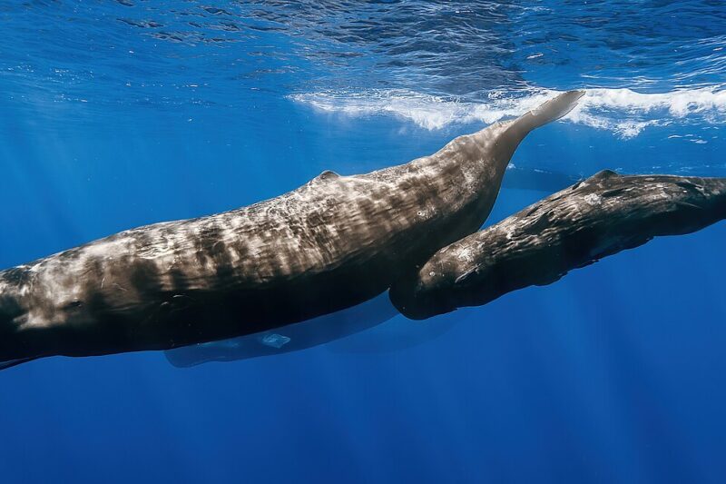 Kaszalot – co to za zwierzę?