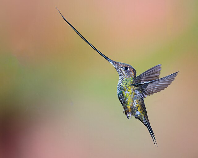 „Jaki ptak lata do tyłu?” – odpowiadamy na list Julianny