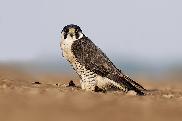 Sokół wędrowny w locie