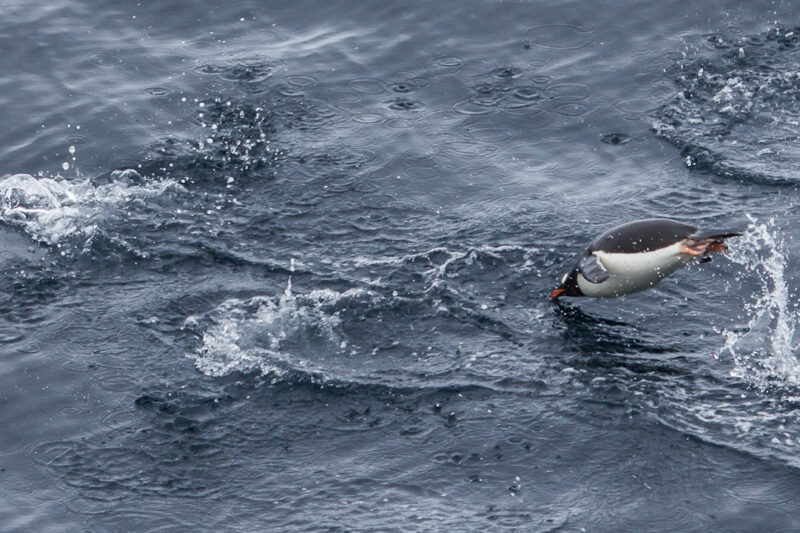 Antarktyda – jakie ptaki tam żyją?