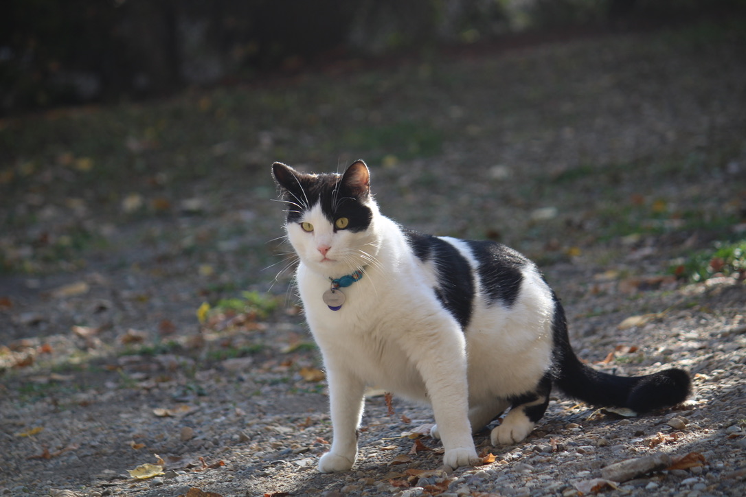 kot z widocznym ogonem na słońcu