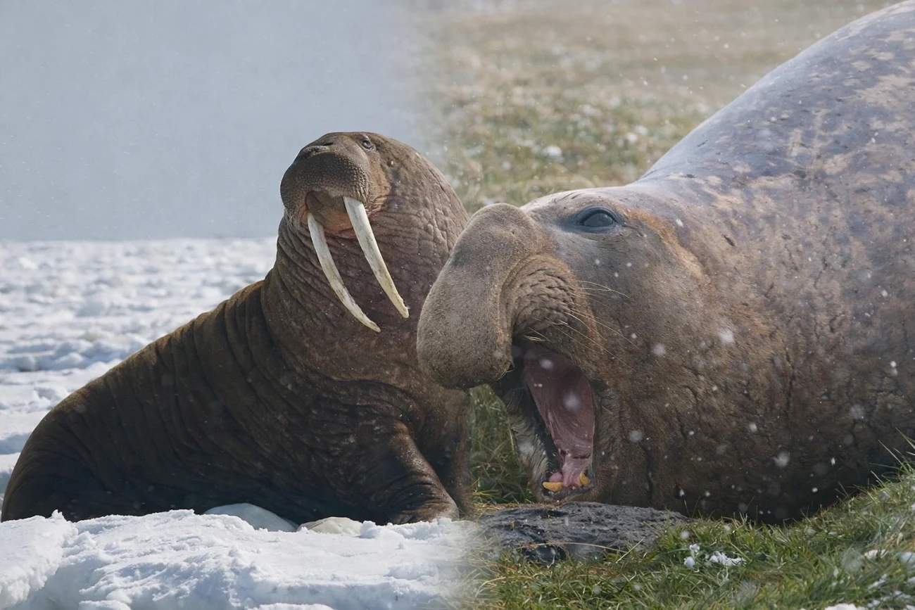 mors a słoń morski