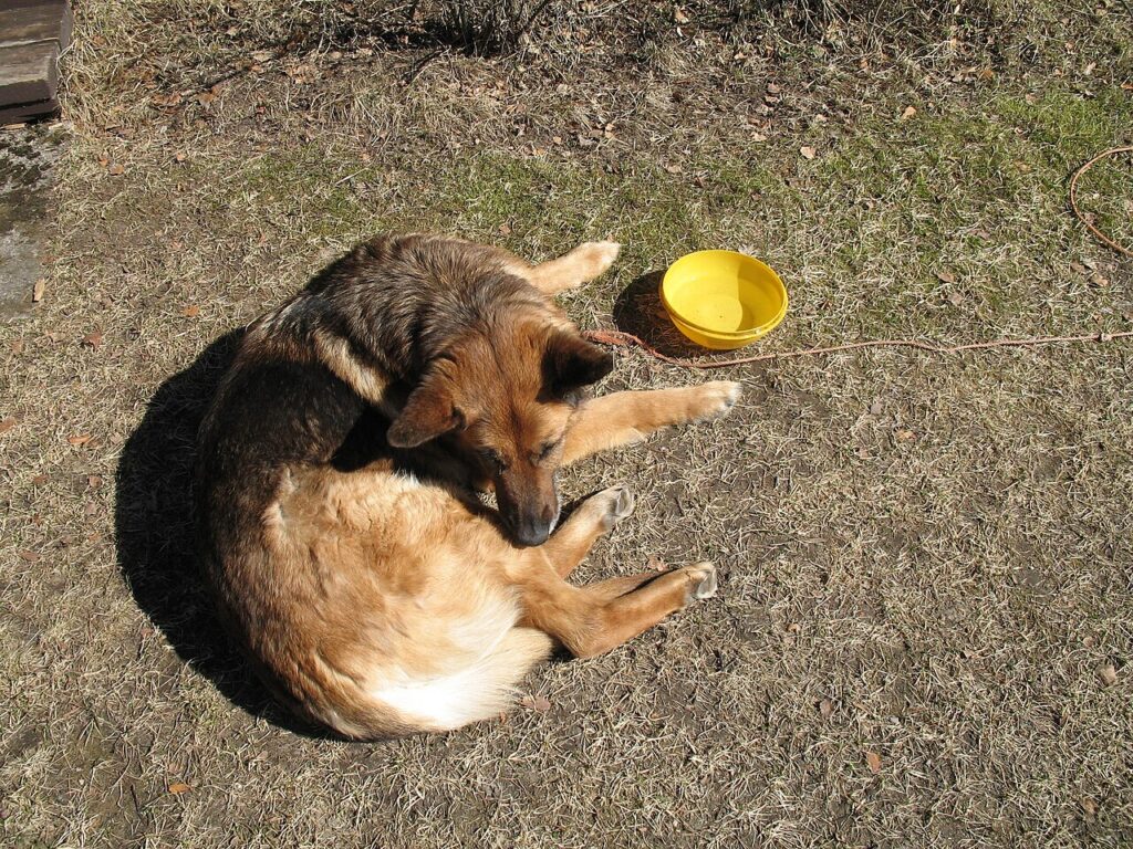 owczarek niemiecki leży obok miski