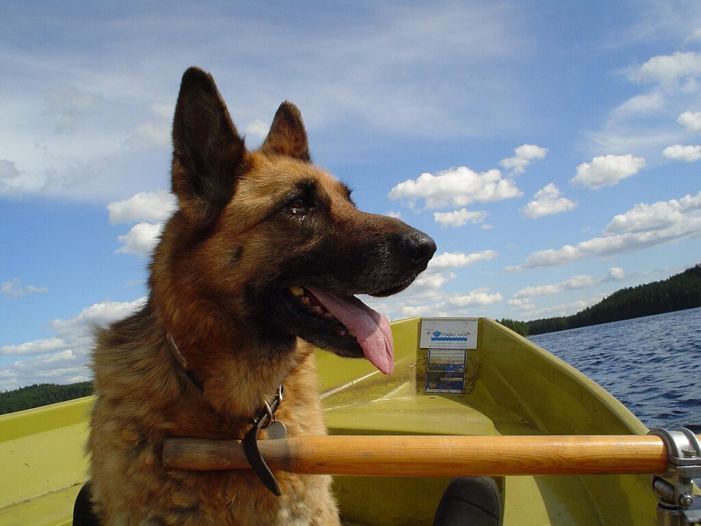 Owczraek niemiecki płynący na łodzi