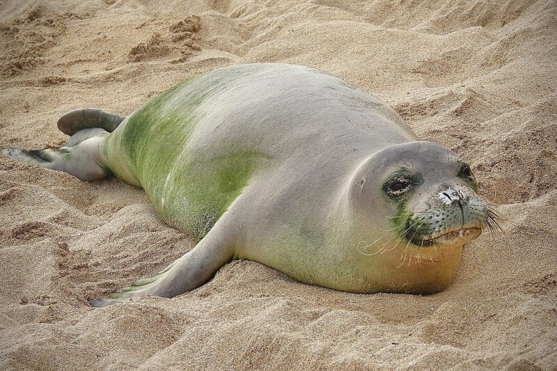 Kotik a foka? Jak ich nie pomylić?