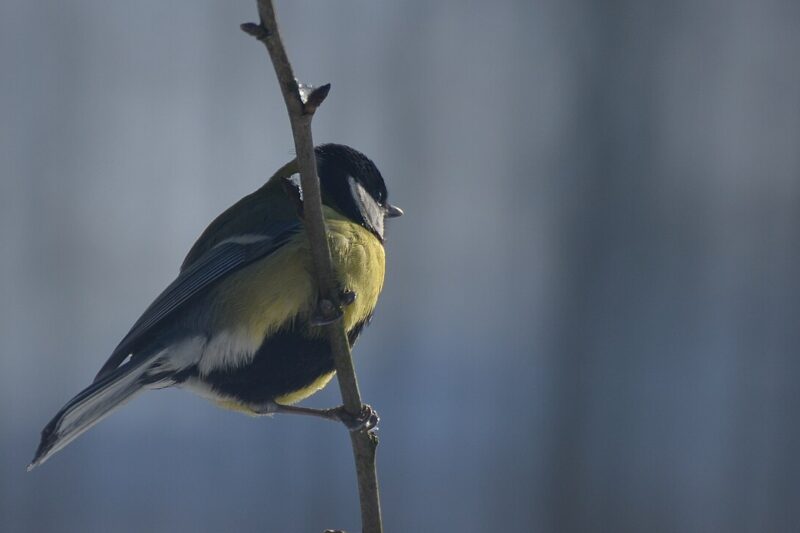 Jakie ptaki jedzą słoninę?