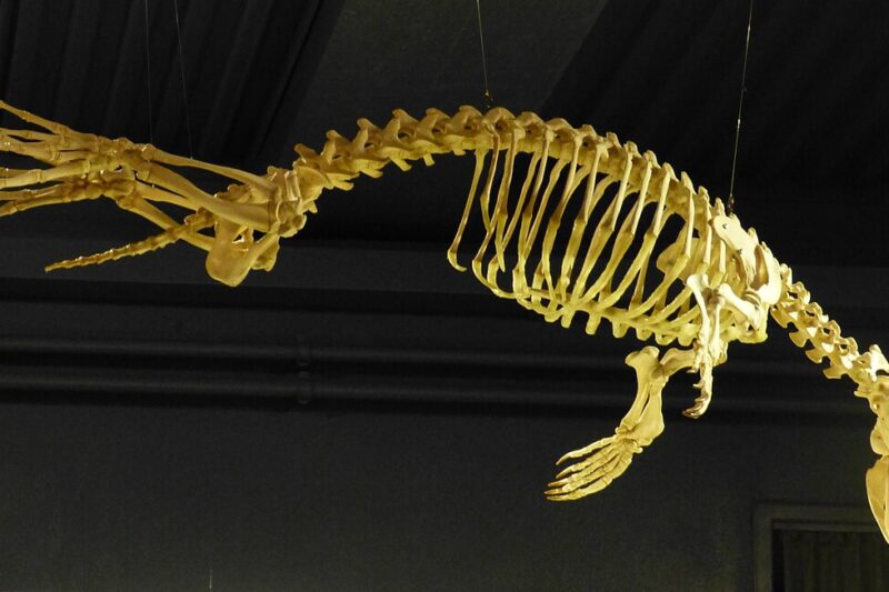 Szkielet foki – jak jest zbudowany?