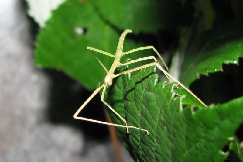 Co jedzą patyczaki rogate?