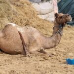 wielbłąd jednogarbny
