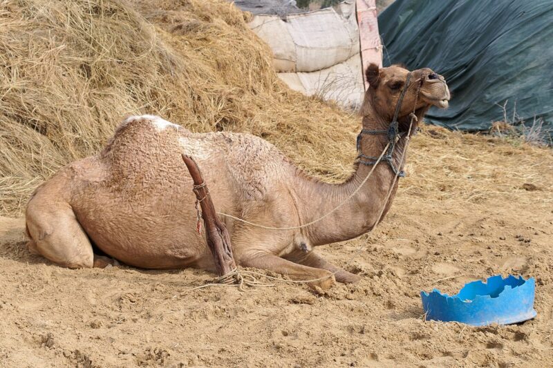 Wielbłąd jednogarbny