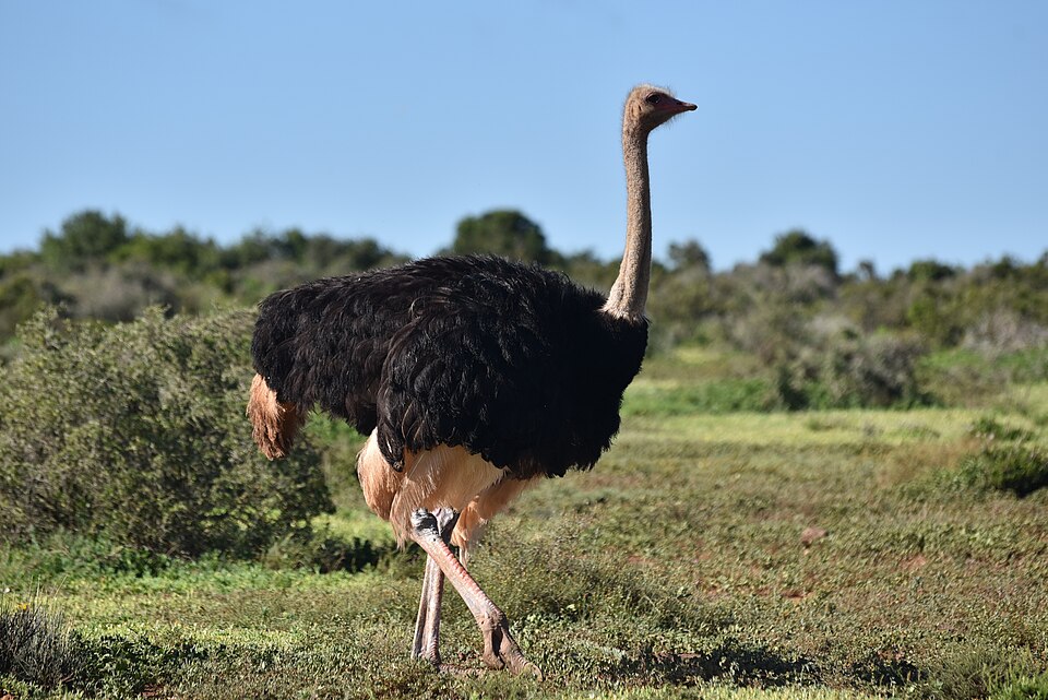 struś afrka