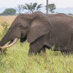 słoń afrykański
