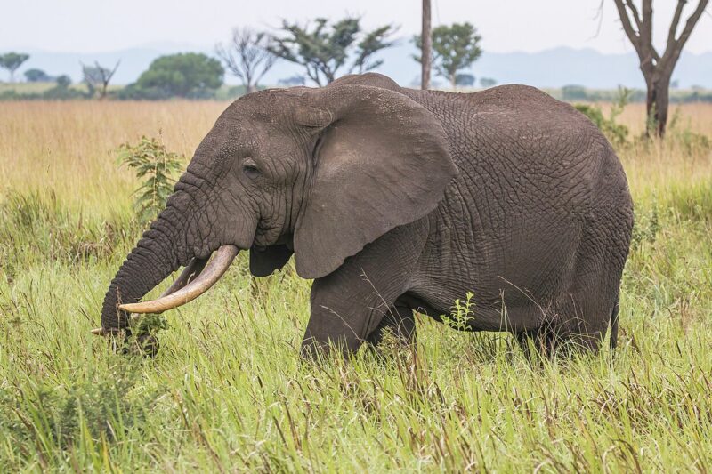 Zwierzęta występujące w Afryce