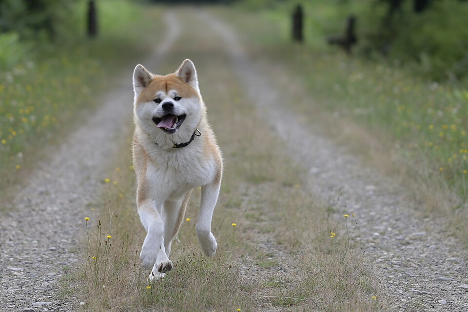 akita japońska podczas biegania