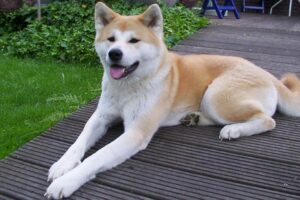 Akita japońska – charakter, cena, opis rasy