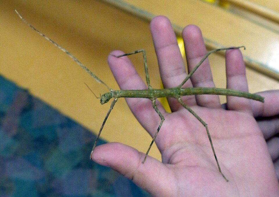 patyczak rogaty na dłoni