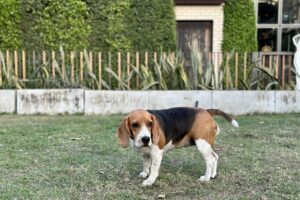 Ile kosztuje czipowanie psa? Aktualne ceny 2026