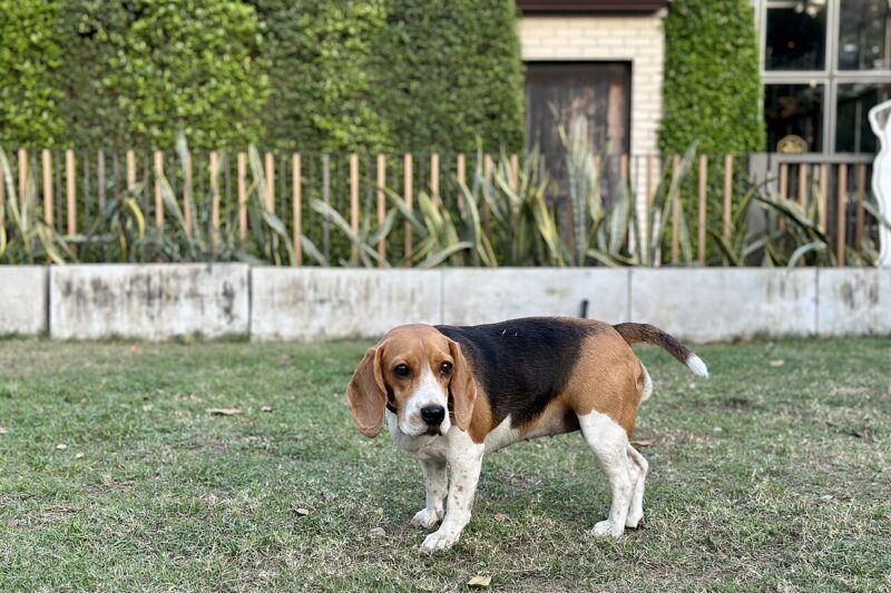 Ile kosztuje czipowanie psa? Aktualne ceny 2026