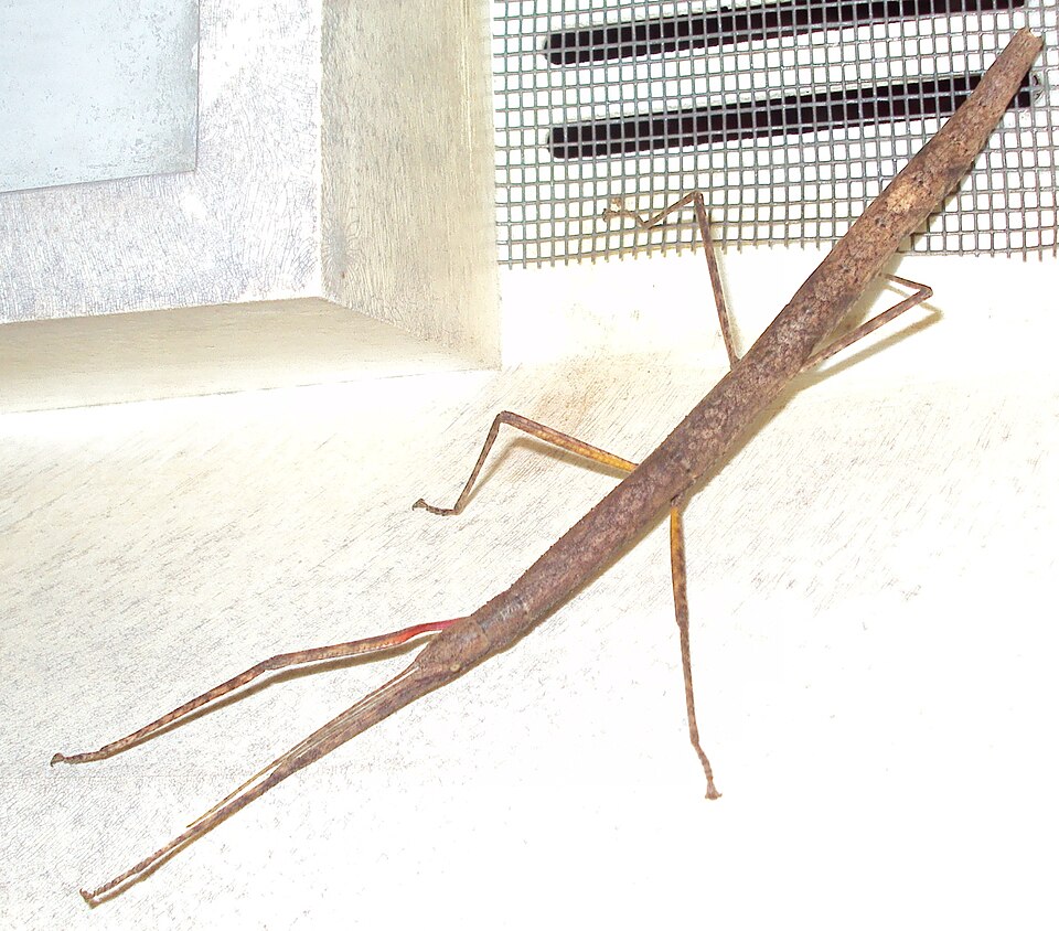 patyczak indyjski w hodowli