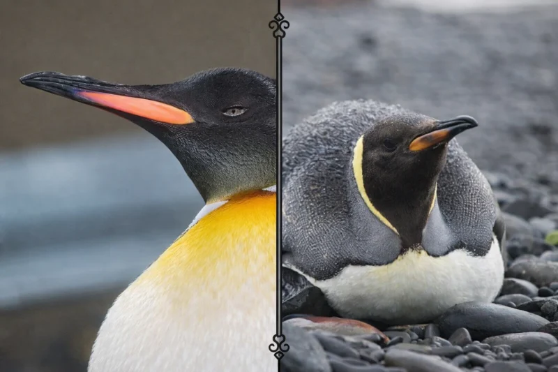 Pingwin cesarski a królewski