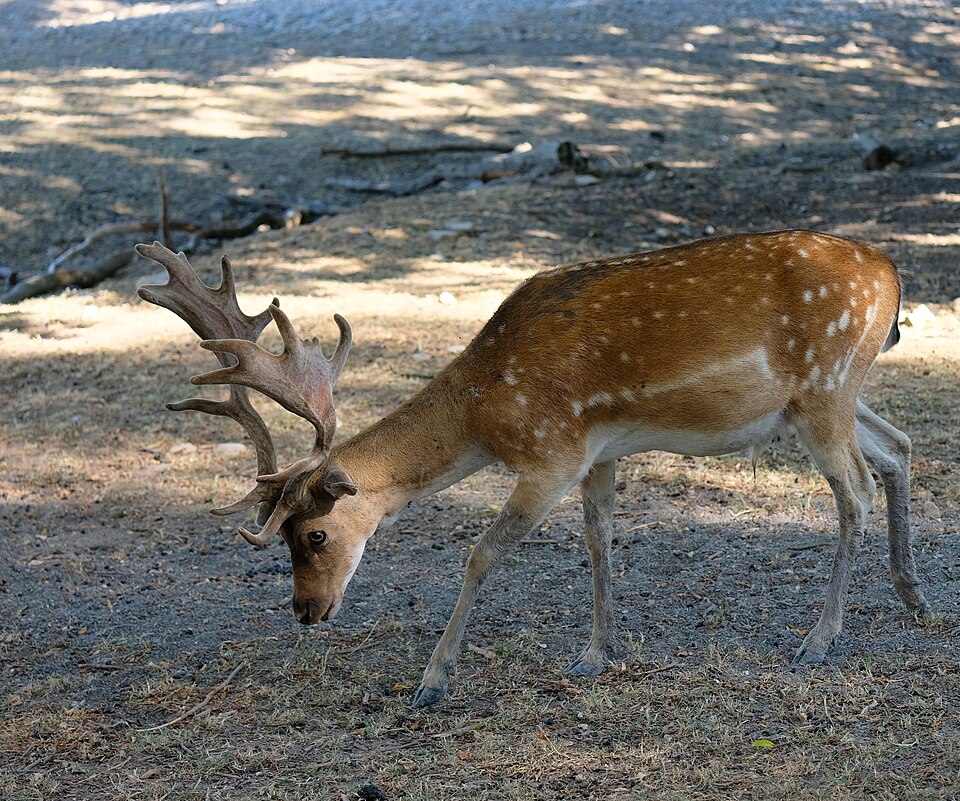 daniel zwyczajny zwierzę