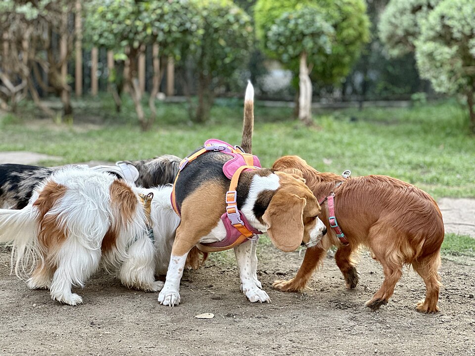 kilka psów na dworze