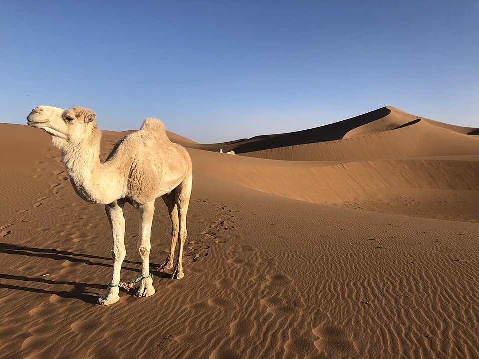 wielbłąd jednogarbny na pustyni