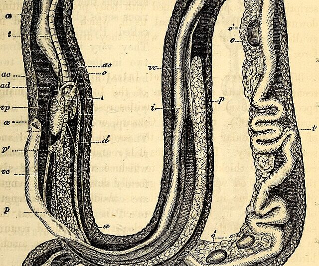 Gady bez pęcherza moczowego