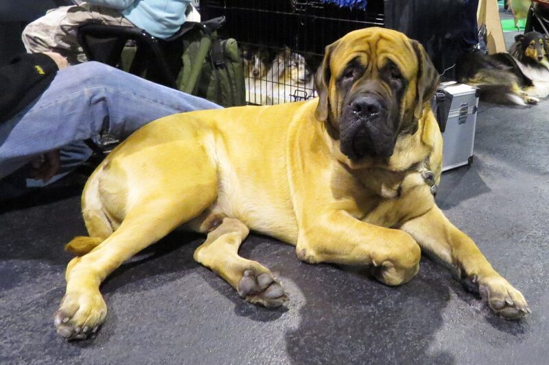 Mastif angielski – wszystko o rasie