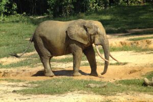 Słoń leśny – najmniejszy przedstawiciel afrykańskich słoni