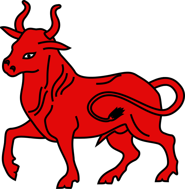 Byk bojowy – masa, rogi i nieustępliwa furia